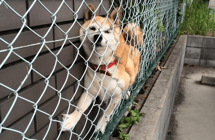 フェンスに挟まった犬の画像
