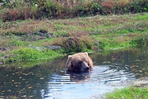 クマと警察官に強盗犯3人が挟み撃ち 宇都宮市の強盗致傷事件の犯人 ニュース速報japan