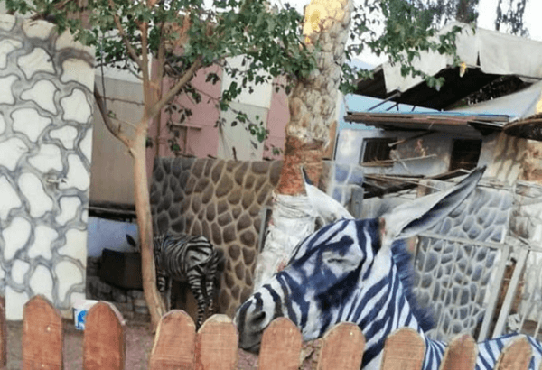 ロバをシマシマに塗りシマウマと主張する動物園の画像